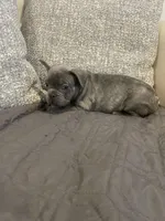 Barkus, a male French Bulldog for sale in Metairie, LA – Photo 5 of 6