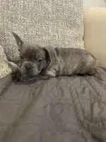 Barkus, a male French Bulldog for sale in Metairie, LA – Photo 2 of 6