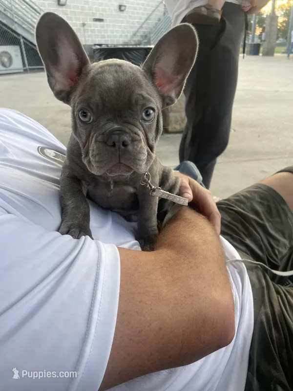 Chewy – French Bulldog puppy for sale in Metairie, LA