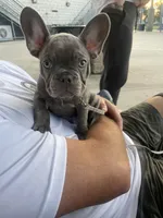 Chewy, a male French Bulldog for sale in Metairie, LA – 1 of 8