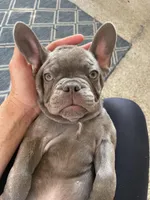 Chewy, a male French Bulldog for sale in Metairie, LA – 5 of 8