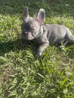 Chewy, a male French Bulldog for sale in Metairie, LA – Photo 4 of 5