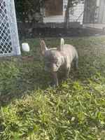Chewy, a male French Bulldog for sale in Metairie, LA – Photo 2 of 5