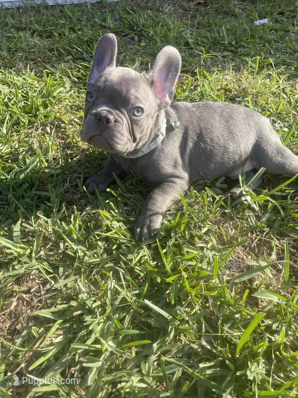 Chewy – French Bulldog puppy for sale in Metairie, LA