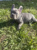 Chewy, a male French Bulldog for sale in Metairie, LA – Photo 1 of 5