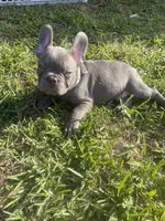 Chewy, a male French Bulldog for sale in Metairie, LA – Photo 5 of 5