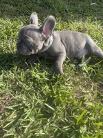 Chewy, a male French Bulldog for sale in Metairie, LA – Photo 3 of 5