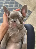 Chewy, a male French Bulldog for sale in Metairie, LA – 8 of 8