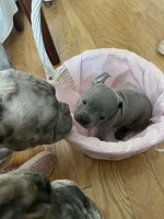 Iris, a female French Bulldog for sale in Metairie, LA – Photo 6 of 8