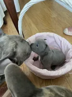 Iris, a female French Bulldog for sale in Metairie, LA – Photo 3 of 8