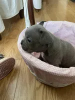 Iris, a female French Bulldog for sale in Metairie, LA – Photo 7 of 8