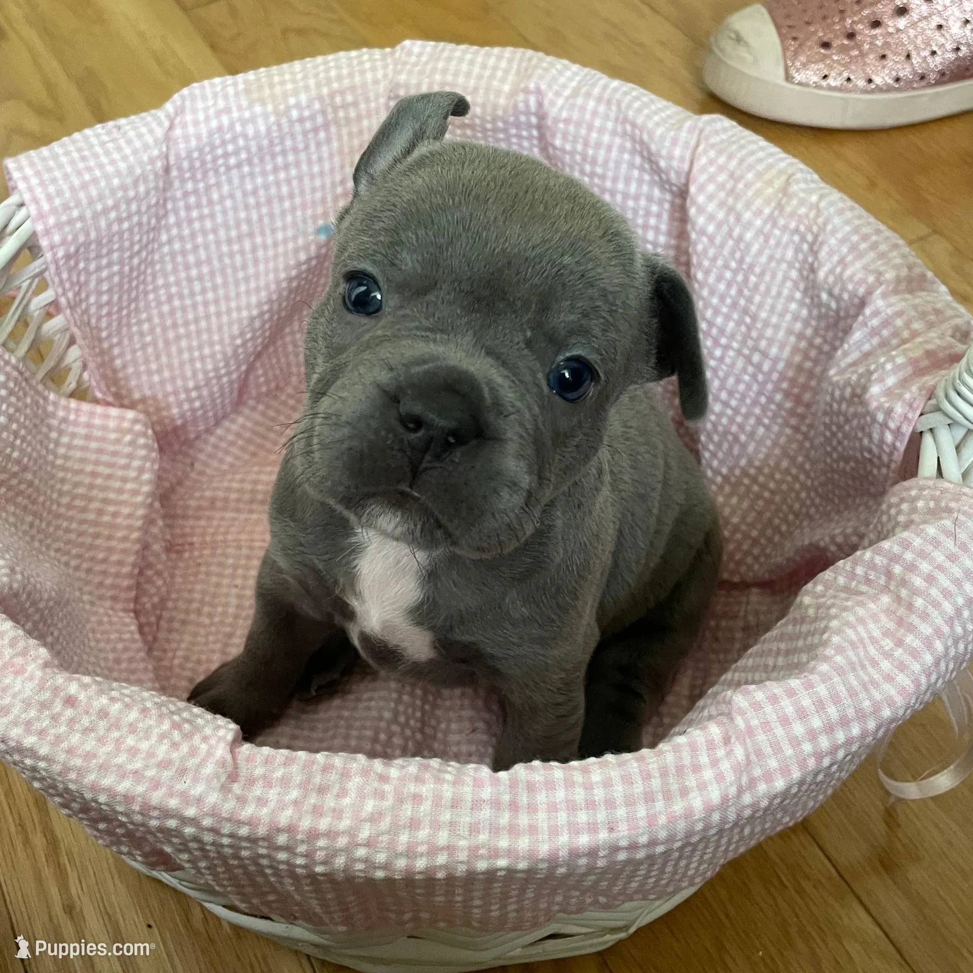 Iris – French Bulldog puppy for sale in Metairie, LA