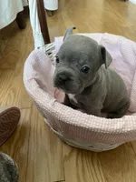 Iris, a female French Bulldog for sale in Metairie, LA – Photo 4 of 8