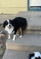 Thor, a male Toy Australian Shepherd for sale in Amarillo, TX – 5 of 7