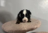 Thor, a male Toy Australian Shepherd for sale in Amarillo, TX – 2 of 7