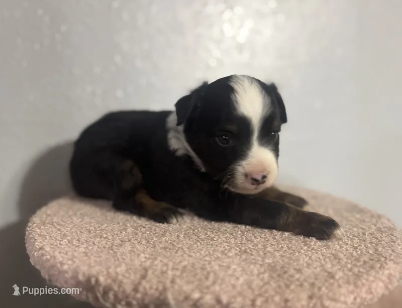 Thor – Toy Australian Shepherd puppy on hold in Amarillo, TX