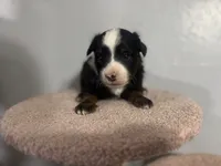Thor, a male Toy Australian Shepherd for sale in Amarillo, TX – 4 of 7
