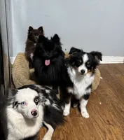 Thor, a male Toy Australian Shepherd for sale in Amarillo, TX – 6 of 7
