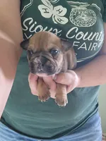 Deborah , a female English Bulldog for sale in Maurice, IA – 3 of 3