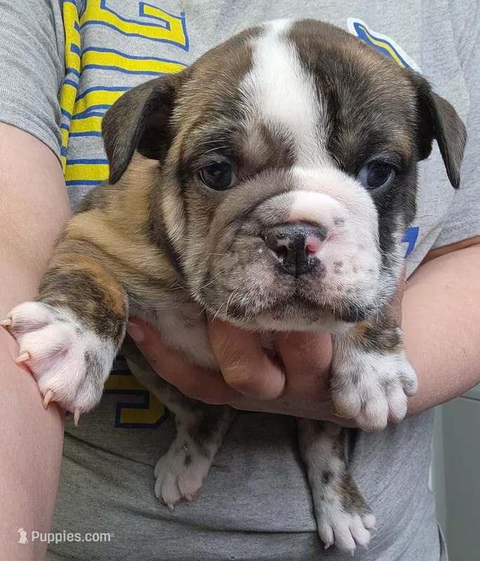 Darla – English Bulldog puppy for sale in Maurice, IA