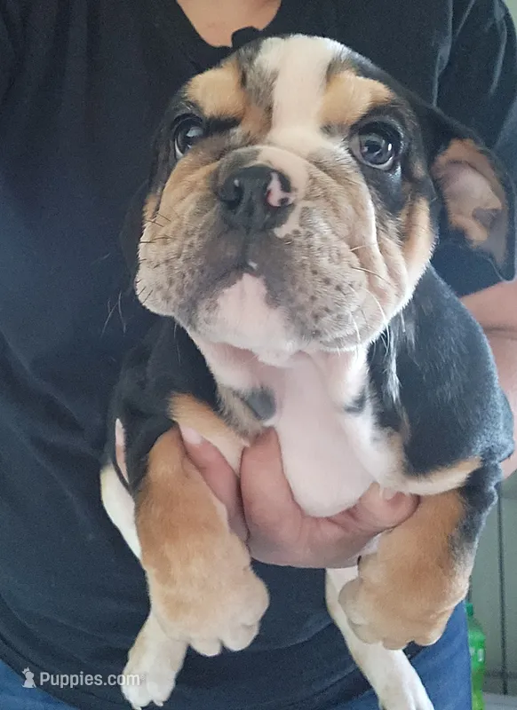 Eve – English Bulldog puppy for sale in Maurice, IA