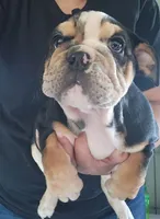 Eve, a female English Bulldog for sale in Maurice, IA – 1 of 7