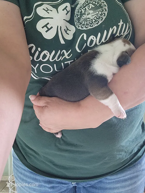 Esther  – English Bulldog puppy for sale in Maurice, IA
