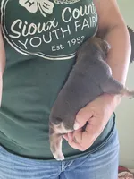 Ruth, a female English Bulldog for sale in Maurice, IA – 3 of 3