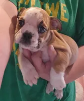 Delilah , a female English Bulldog for sale in Maurice, IA – 2 of 4