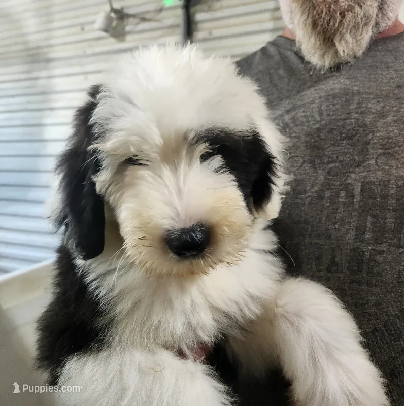Biscuit  – Old English Sheepdog puppy on hold in Maurice, IA