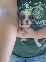 Esther , a female English Bulldog for sale in Maurice, IA – 2 of 2