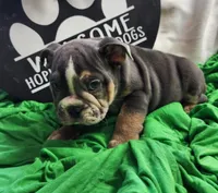 Petey, a male English Bulldog for sale in Maurice, IA – 5 of 5