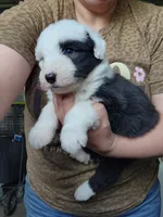 Biscuit , a male Old English Sheepdog for sale in Maurice, IA – 3 of 3