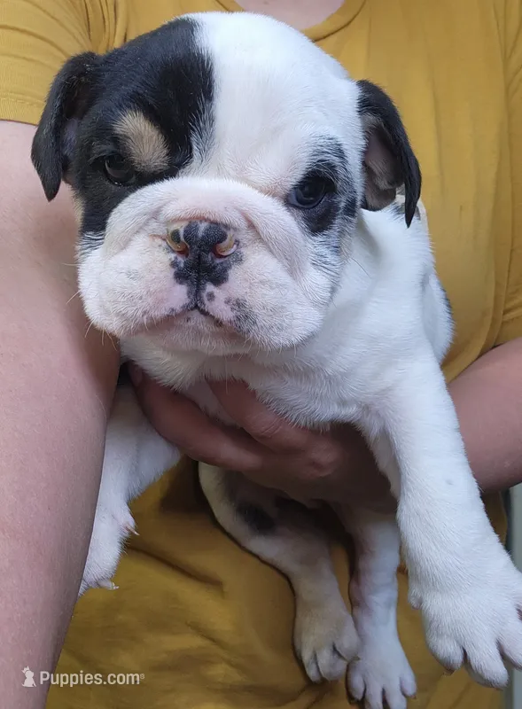 Dill – English Bulldog puppy for sale in Maurice, IA