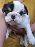 Dill, a male English Bulldog for sale in Maurice, IA – 4 of 7