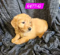 Harper, a female Golden Retriever for sale in Maurice, IA – 2 of 3