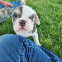 Bobbi Jo, a female English Bulldog for sale in Maurice, IA – 3 of 10