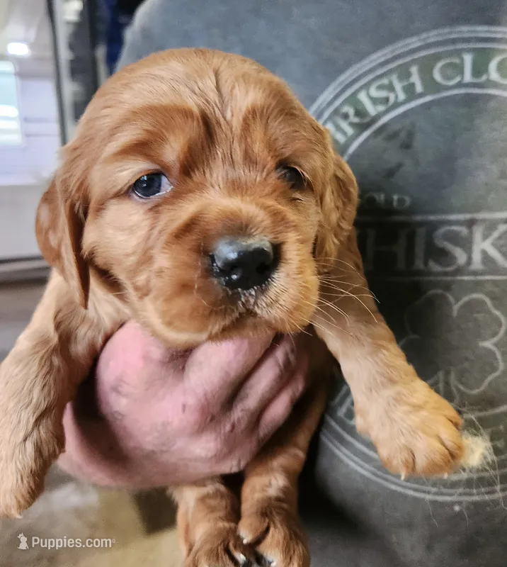 Cowboy – Golden Cocker Retriever puppy for sale in Maurice, IA