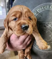 Cowboy, a male Golden Cocker Retriever for sale in Maurice, IA – 1 of 2