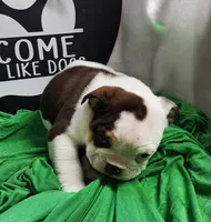Kosher, a male English Bulldog for sale in Maurice, IA – 4 of 7