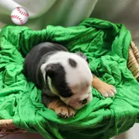 Toby, a male English Bulldog for sale in Maurice, IA – Photo 4 of 4