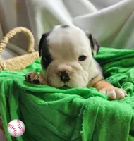 Toby, a male English Bulldog for sale in Maurice, IA – Photo 2 of 4