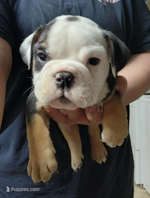 Toby – English Bulldog puppy on hold in Maurice, IA