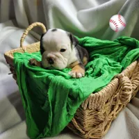 Toby, a male English Bulldog for sale in Maurice, IA – Photo 3 of 4