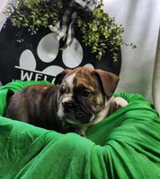 Alfalfa , a male English Bulldog for sale in Maurice, IA – 1 of 7