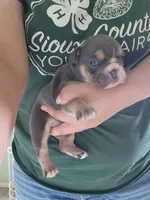 Naomi, a female English Bulldog for sale in Maurice, IA – 2 of 3