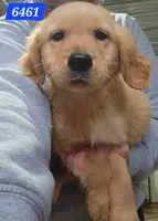 Buckley , a male Golden Retriever for sale in Maurice, IA – 2 of 4