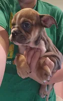 Ruth, a female English Bulldog for sale in Maurice, IA – 4 of 5