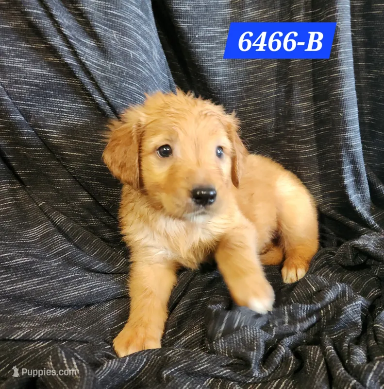 Beckham  – Golden Retriever puppy for sale in Maurice, IA