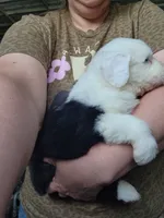 Sausage, a male Old English Sheepdog for sale in Maurice, IA – 2 of 3